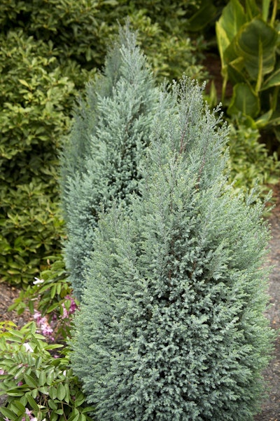 Blue Surprise Port Oxford Cedar Photo: Doreen Wynja for Monrovia