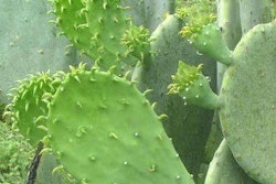 If you’re driving through Texas, be on the lookout for prickly pear cacti.