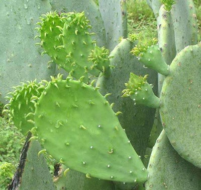 If you’re driving through Texas, be on the lookout for prickly pear cacti.