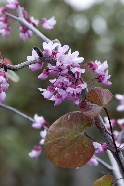 Forest Pansy Redbud Photo: Monrovia
