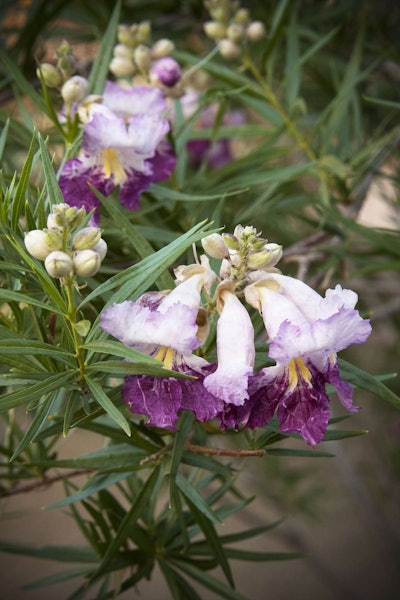 Timeless Beauty Desert Willow Photo: Doreen Wynja for Monrovia