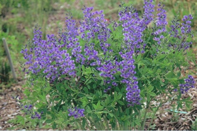 False Indigo Decadence ‘Blueberry Sundae’ Photo: Proven Winners