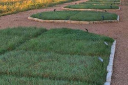 Research conducted at the Lady Bird Johnson Wildflower Center at the University of Texas at Austin has shown a mix of buffalo grass, blue gama and curly mesquite replicate Central Texas’ short-grass prairies and require less mowing, watering and weeding. Photo: Lady Bird Johnson Wildflower Center