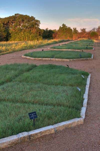 Research conducted at the Lady Bird Johnson Wildflower Center at the University of Texas at Austin has shown a mix of buffalo grass, blue gama and curly mesquite replicate Central Texas’ short-grass prairies and require less mowing, watering and weeding. Photo: Lady Bird Johnson Wildflower Center