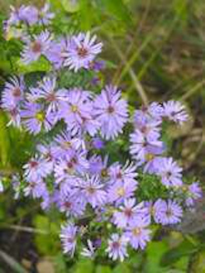 Smooth Aster Photo: American Beauties Native Plants