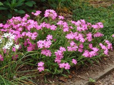 Wild Pinks ‘Short and Sweet’ Photo: American Beauties Native Plants