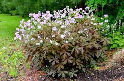 Cranesbill ‘Espresso’ Photo: American Beauties Native Plants