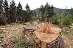 Clearing out conifers that have overtaken the native oaks is a key part of the effort. Photo: Andy Cripe, Mid-Valley Sunday.