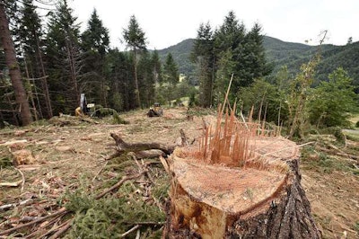 Clearing out conifers that have overtaken the native oaks is a key part of the effort. Photo: Andy Cripe, Mid-Valley Sunday.
