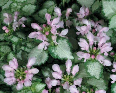 Pink Chablis ‘Dead Nettle’ Photo: Proven Winners