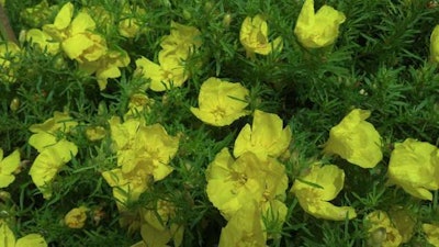Tucson Sun Sundrop Photo: American Beauties Native Plants