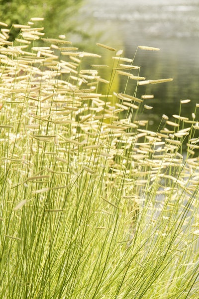 Blond Ambition Blue Grama Grass Photo: Doreen Wynja for Monrovia