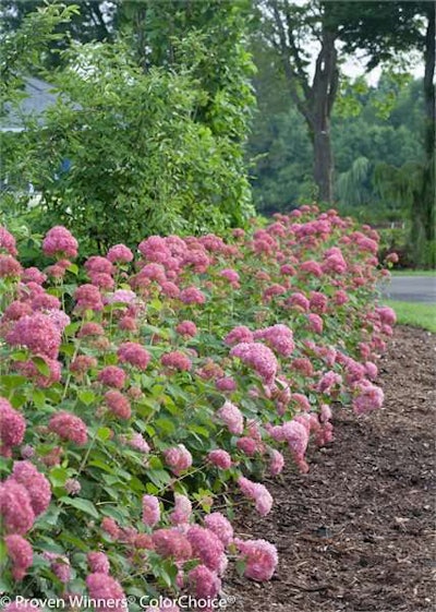 Invincibelle Spirit Smooth Hydrangea Photo: Proven Winners