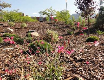 The university is replacing hard to mow areas with native plants. Photo: University of Utah