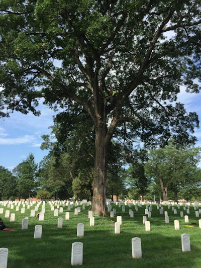 Tree specialists were also present to reinforce some of the cemetery’s old trees. Photo: David Rountree