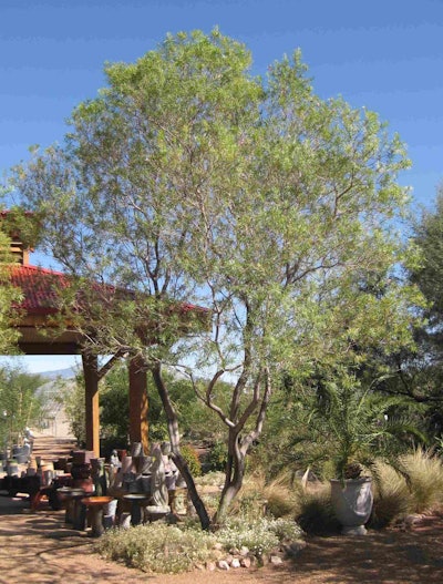Native plants such as this Timeless Beauty Desert Willow are defined as vegetation that has adapted to a certain region’s soil, temperatures and rainfall. Photo: Doreen Wynja for Monrovia