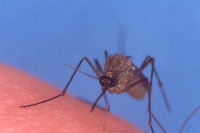 The Culex pipiens mosquito, which spreads the West Nile virus, is also known as the common house mosquito. Photo: U.S. Geological Survey (www.usgs.gov).