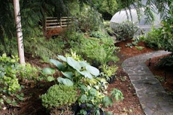 companion-planting-e1402245238858