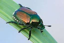 Photo: www.pestkill.org