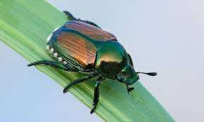 Photo: www.pestkill.org