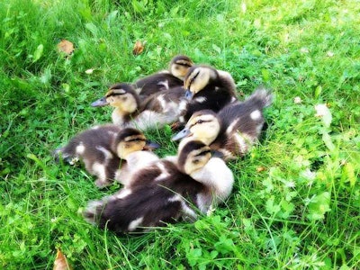 Nine of the 11 ducklings died after Jason Scott Falbo ran over them with his lawn mower. Photo: Pixabay