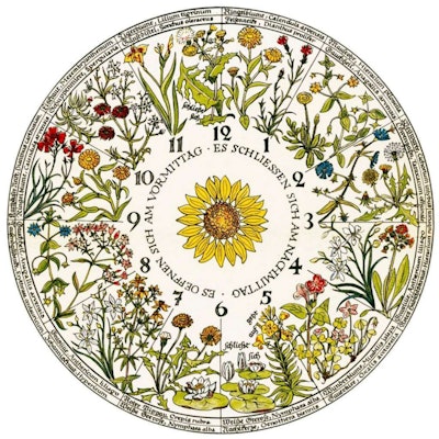 This a design of what Linnaeus’s potential flower clock may have looked like. Photo: Ursula Schleicher Benz