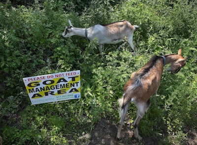 Goatscaping Company co-owner Elaine Philbrick will be on hand to discuss her cost-effective alternative to machines. Photo: gogreengoat.com