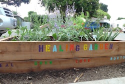Healing gardens can be used to grow plants that have medicinal qualities. Photo: glad.is