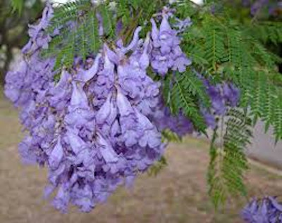 One area resident questions why non-native trees such as jacaranda (blooms pictured here) are being used. Photo: en.wikipedia.org.