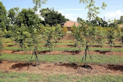 The longtime eyesore is now the site of an urban forest in the making. Photo: New Orleans Advocate