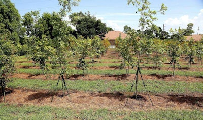 The longtime eyesore is now the site of an urban forest in the making. Photo: New Orleans Advocate