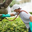 A landscaping maintenance worker sprays pesticide on shrubbery.