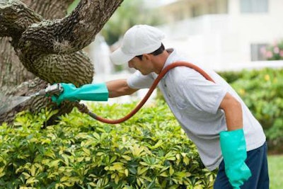 A landscaping maintenance worker sprays pesticide on shrubbery.