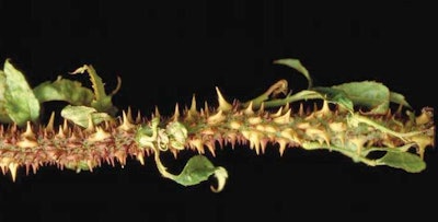 Excessive amounts of thorns are another sign of RRD. Photo: John Hartman, University of Kentucky