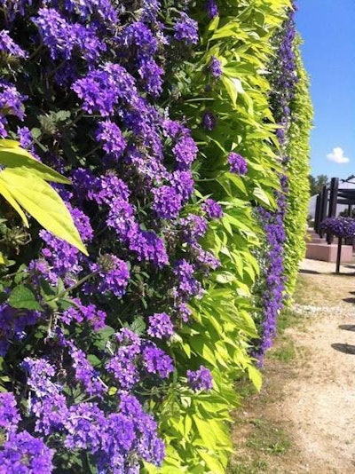 A gorgeous display of annuals adorns a living wall in the display gardens at Ball Horticultural Company in Chicago. Photo: Ball Horticultural Company.