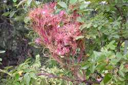 witches-broom-Missouri-botanical-garden