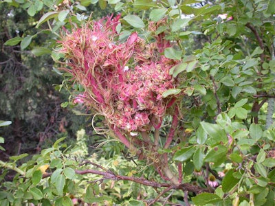 The twisted red branches of witches’ broom are a tell-tale sign of rose rosette disease. Photo: Missouri Botanical Garden