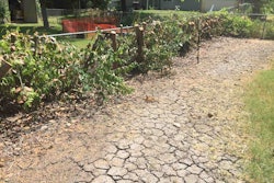 Killeen resident Eric Buker was left with a shadeless backyard after a landscaping company cut down the wrong man’s trees. Photo: Ethan Hutchins