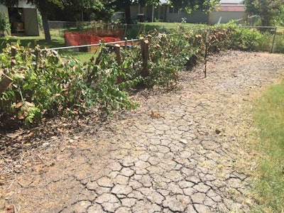 Killeen resident Eric Buker was left with a shadeless backyard after a landscaping company cut down the wrong man’s trees. Photo: Ethan Hutchins