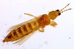 Thrips leave visible signs of damage on plants and can also spread diseases such as the tomato spotted wilt virus and necrotic spot virus.