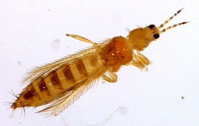 Thrips leave visible signs of damage on plants and can also spread diseases such as the tomato spotted wilt virus and necrotic spot virus.