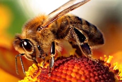 Honeybees are instrumental to food production and pollinate 87 of the top 115 food crops in North America. Photo: Wikipedia