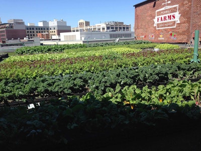 Fenway Farms is a rooftop garden that utilizes a previously vacant portion of the stadium. Photo: St. Lawrence University