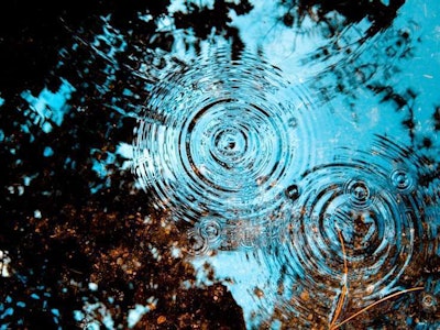 Photo: Carol Stark