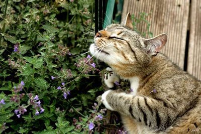 When crushed, catnip releases a chemical called nepetalactone that cats love to smell. Photo: petbucket.com