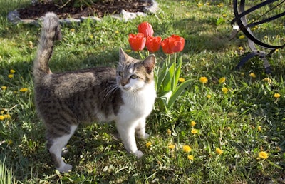 Tulips are toxic to cats if ingested, while the bulb is the most potent part. Photo: thetrackr.com