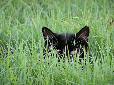 Cats enjoy lurking in taller grass and have been known to nibble on bits of grass as well. Photo: attackofthecute.com