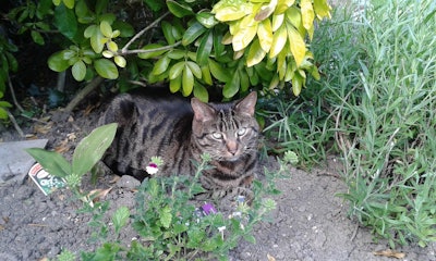 Cats love hiding under thick foliage to escape from the sun. Photo: helenpollardwrites.wordpress.com