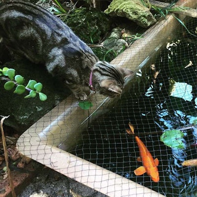 A wire cover will keep your client’s cat out of the pond and keep the fish safe as well. Photo: instagram24.com