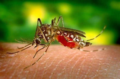 There are over 3,000 species of mosquitoes in the world and about 200 species are found in the United States. Photo: Pixabay
